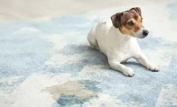 Best Carpet Odor Remover in 2025 